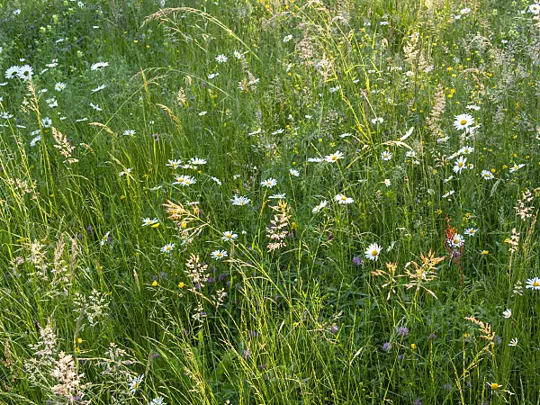 414010 - Flowering meadow