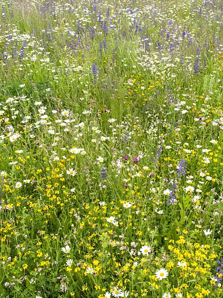426048 - Flowering meadow