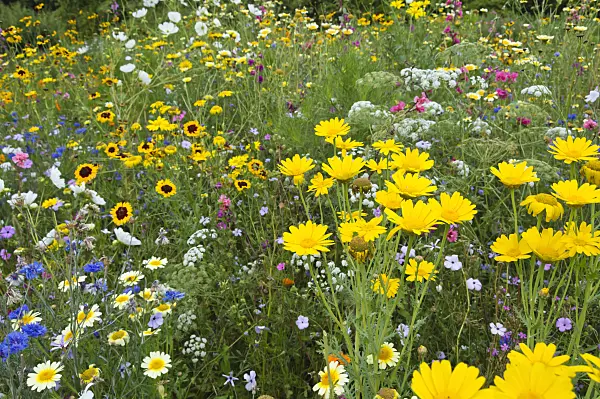 511217 - Flowering meadow