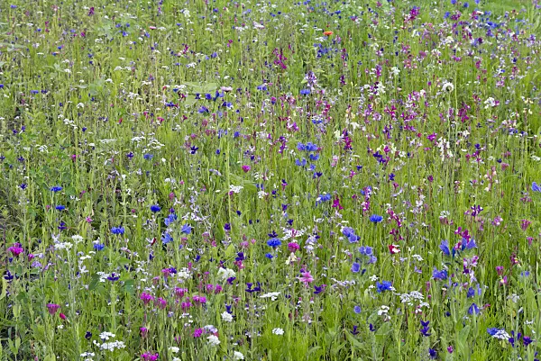 573013 - Flowering meadow