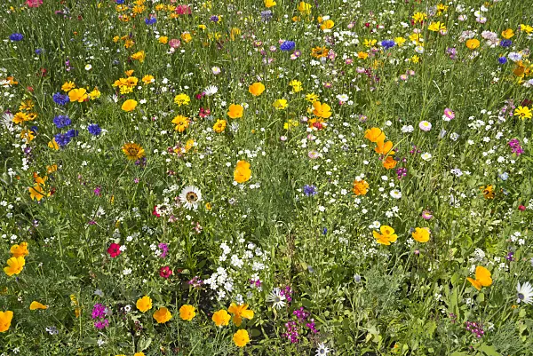 608089 - Flowering meadow