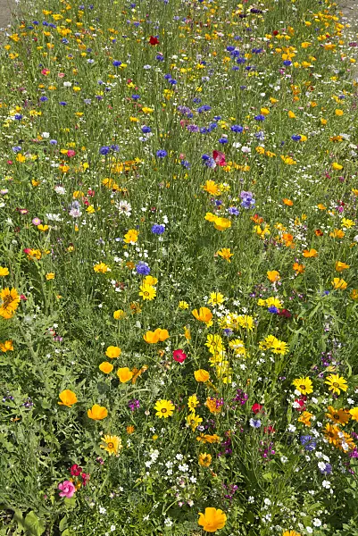 608090 - Flowering meadow