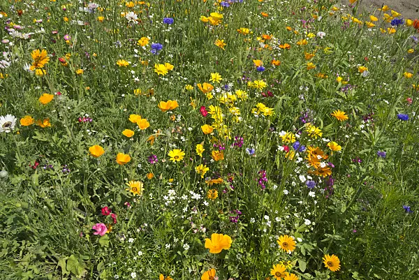 608091 - Flowering meadow