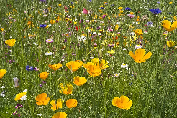608092 - Flowering meadow