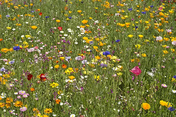 608093 - Flowering meadow