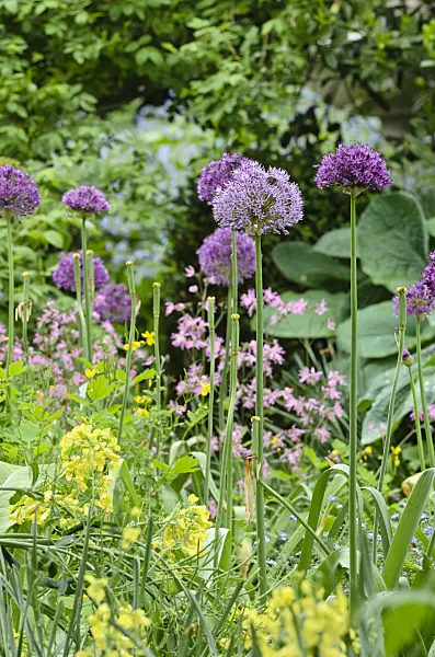 508138 - Flowering onion (Allium aflatunense)