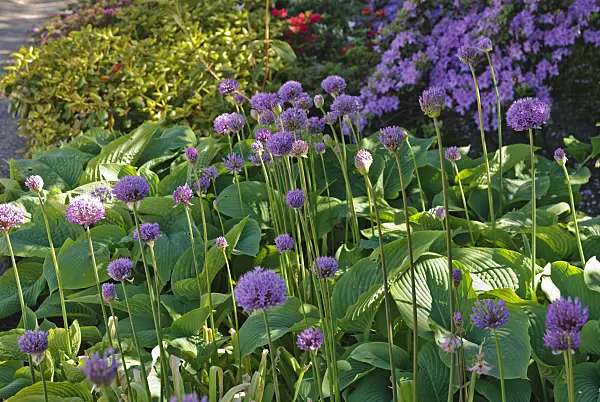 496175 - Flowering onion (Allium aflatunense) and plantain lilies (Hosta)