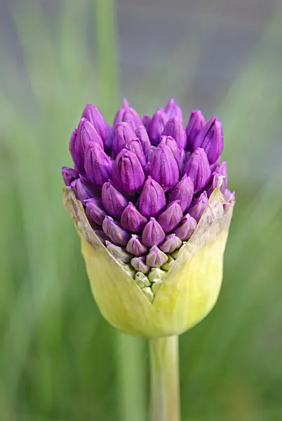 481009 - Flowering onion (Allium aflatunense 'Purple Sensation')