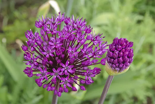 481016 - Flowering onion (Allium aflatunense 'Purple Sensation')
