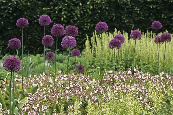 428271 - Flowering onion (Allium aflatunense 'Purple Sensation') and bigroot cranesbill (Geranium macrorrhizum 'Spessart')