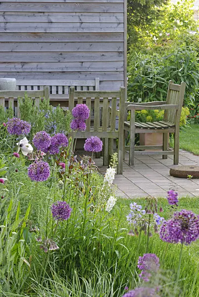 481021 - Flowering onion (Allium aflatunense 'Purple Sensation') with seating area in the background