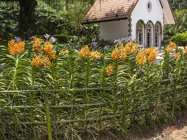 411124 - Flowering perennial garden with Asian garden house