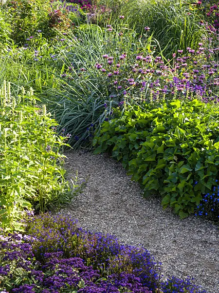 427125 - Flowering perennial garden with narrow gravel path