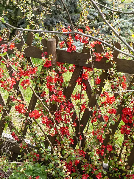 483336 - Flowering quince (Chaenomeles) at a wooden fence