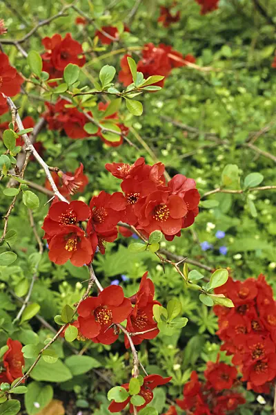 389083 - Flowering quince (Chaenomeles x superba)