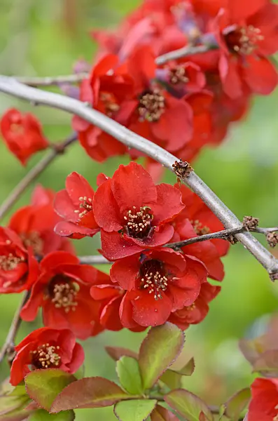 520059 - Flowering quince (Chaenomeles x superba)