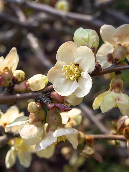 447041 - Flowering quince (Chaenomeles x superba 'Alba')