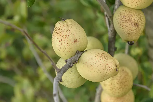 547106 - Flowering quince (Chaenomeles x superba 'Fusion')