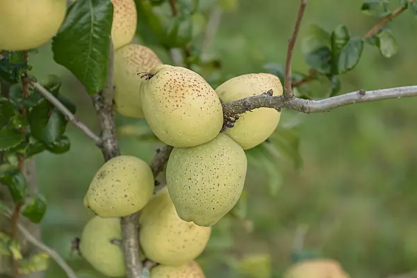 547108 - Flowering quince (Chaenomeles x superba 'Fusion')
