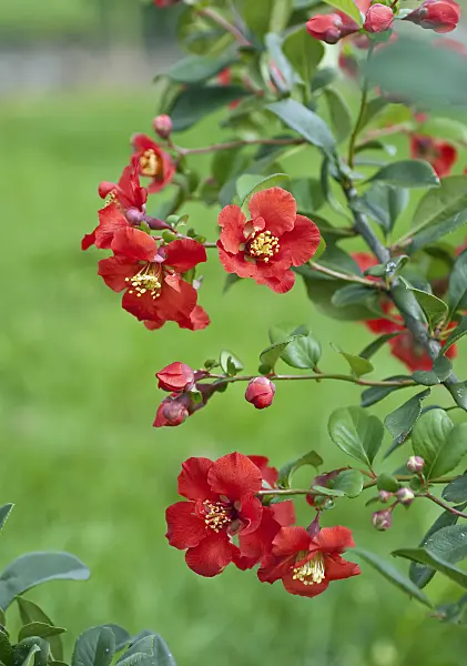 502141 - Flowering quince (Chaenomeles x superba 'Hollandia')