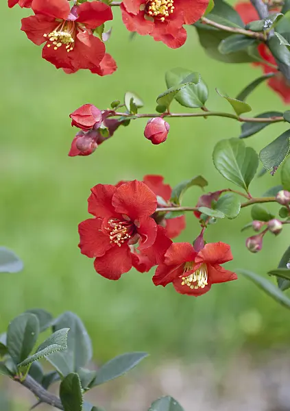 502142 - Flowering quince (Chaenomeles x superba 'Hollandia')