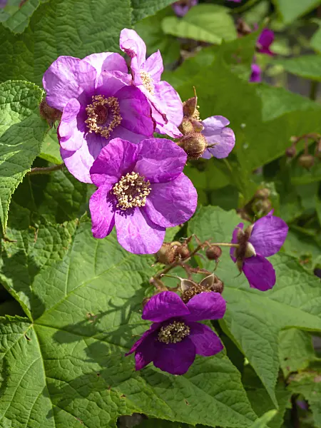 426187 - Flowering raspberry (Rubus odoratus)