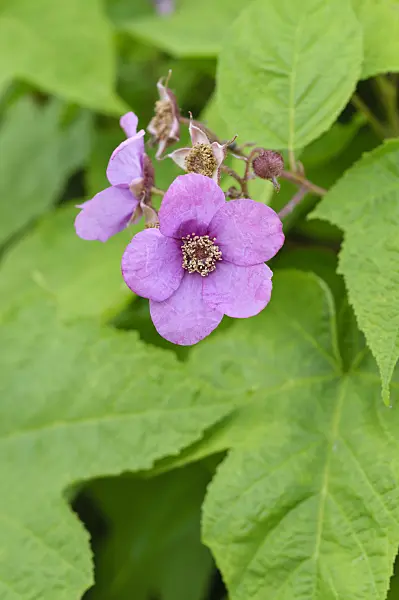 473231 - Flowering raspberry (Rubus odoratus)