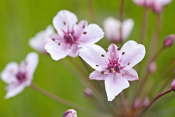 473317 - Flowering rush (Butomus umbellatus)