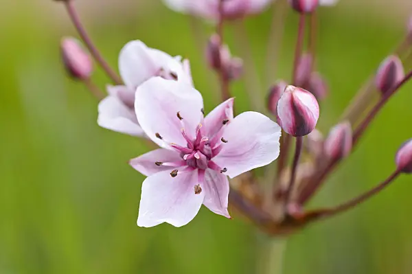 473318 - Flowering rush (Butomus umbellatus)