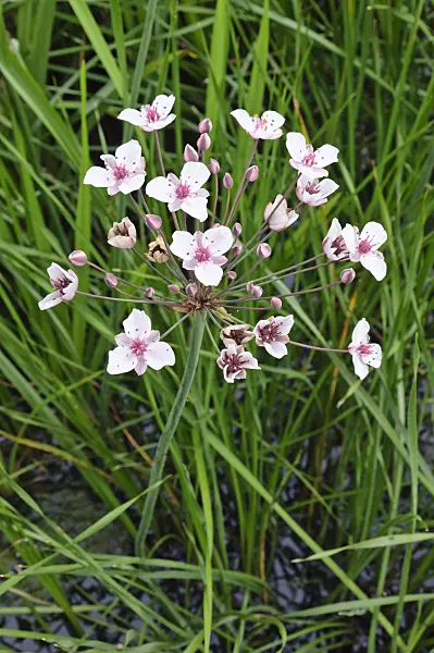 474038 - Flowering rush (Butomus umbellatus)