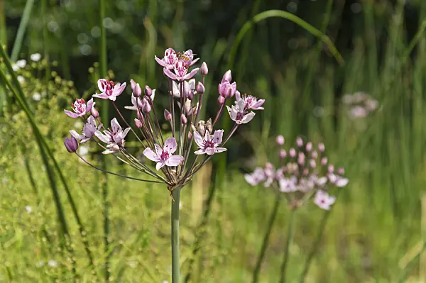 511074 - Flowering rush (Butomus umbellatus)