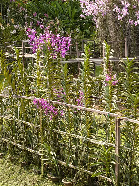 411134 - Flowering shrubs with trellises in a perennial garden
