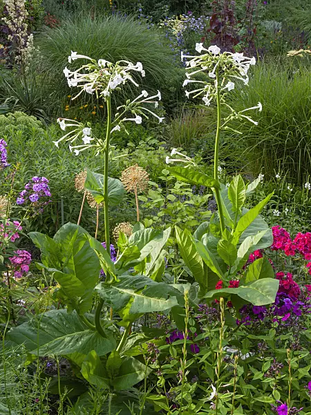 403028 - Flowering tobacco (Nicotiana sylvestris)