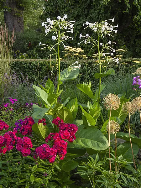 403029 - Flowering tobacco (Nicotiana sylvestris)