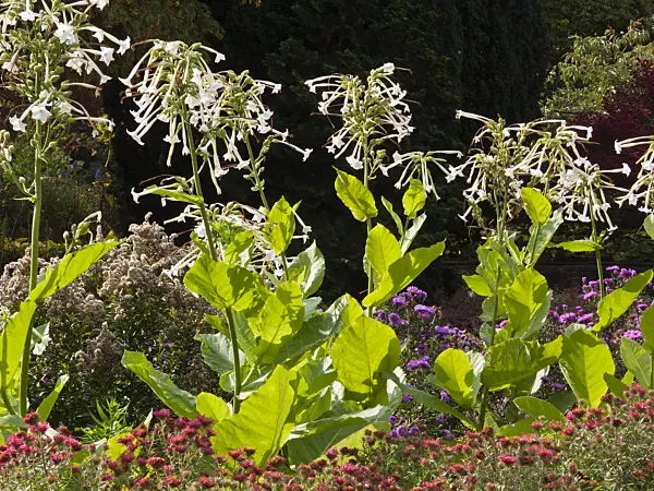 418041 - Flowering tobacco (Nicotiana sylvestris)