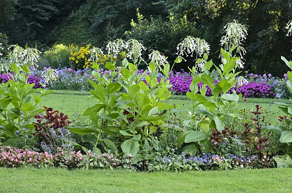 535187 - Flowering tobacco (Nicotiana sylvestris)