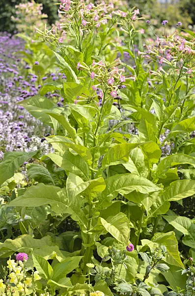 536111 - Flowering tobacco (Nicotiana sylvestris)