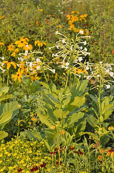 570126 - Flowering tobacco (Nicotiana sylvestris) and cone flower (Rudbeckia)