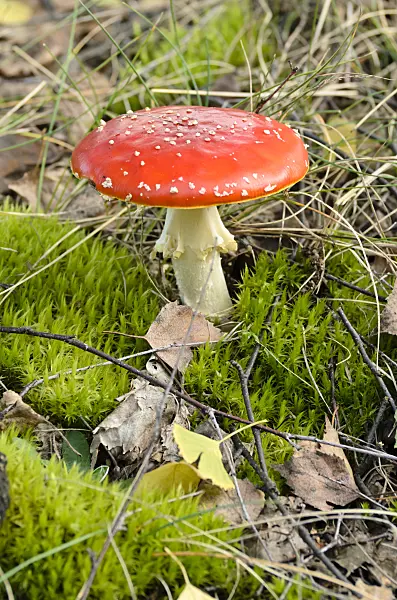 501062 - Fly agaric (Amanita muscaria)