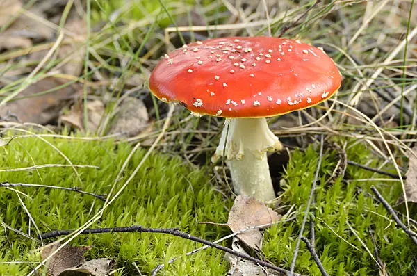 501063 - Fly agaric (Amanita muscaria)