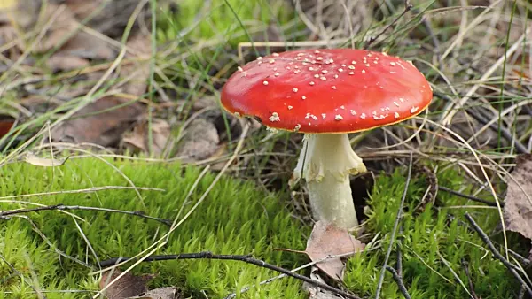 501064 - Fly agaric (Amanita muscaria)
