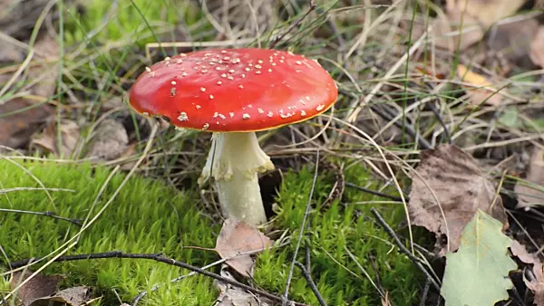 501065 - Fly agaric (Amanita muscaria)