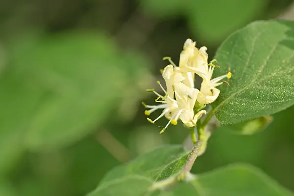 471298 - Fly honeysuckle (Lonicera xylosteum)