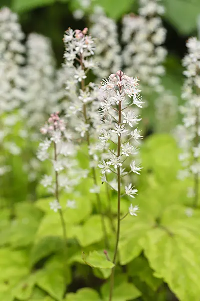 484204 - Foamflower (Tiarella polyphylla)