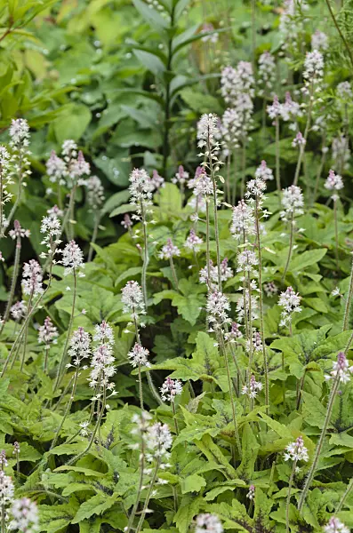 497010 - Foamflower (Tiarella Starburst)