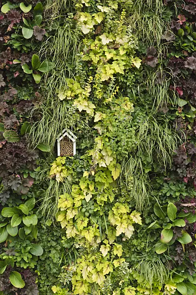 511229 - Foliage plants in a vertical garden