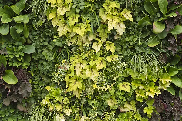 511230 - Foliage plants in a vertical garden
