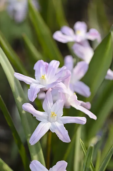 495013 - Forbes' glory of the snow (Chionodoxa forbesii 'Pink Giant' syn. Scilla forbesii 'Pink Giant')