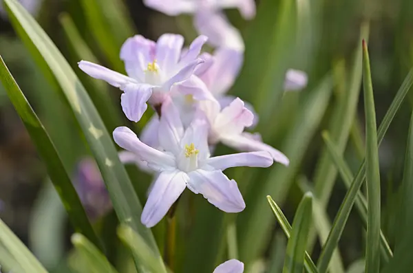 495014 - Forbes' glory of the snow (Chionodoxa forbesii 'Pink Giant' syn. Scilla forbesii 'Pink Giant')