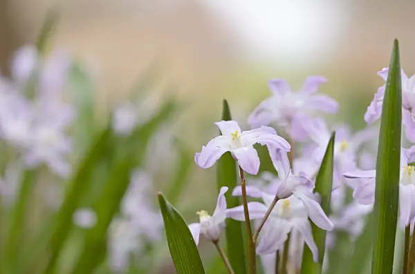 519032 - Forbes' glory of the snow (Chionodoxa forbesii 'Pink Giant' syn. Scilla forbesii 'Pink Giant')